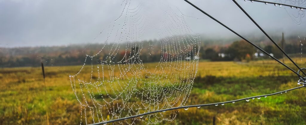 A dew-covered spiderweb suspended between metal lines above a misty field in Maine.