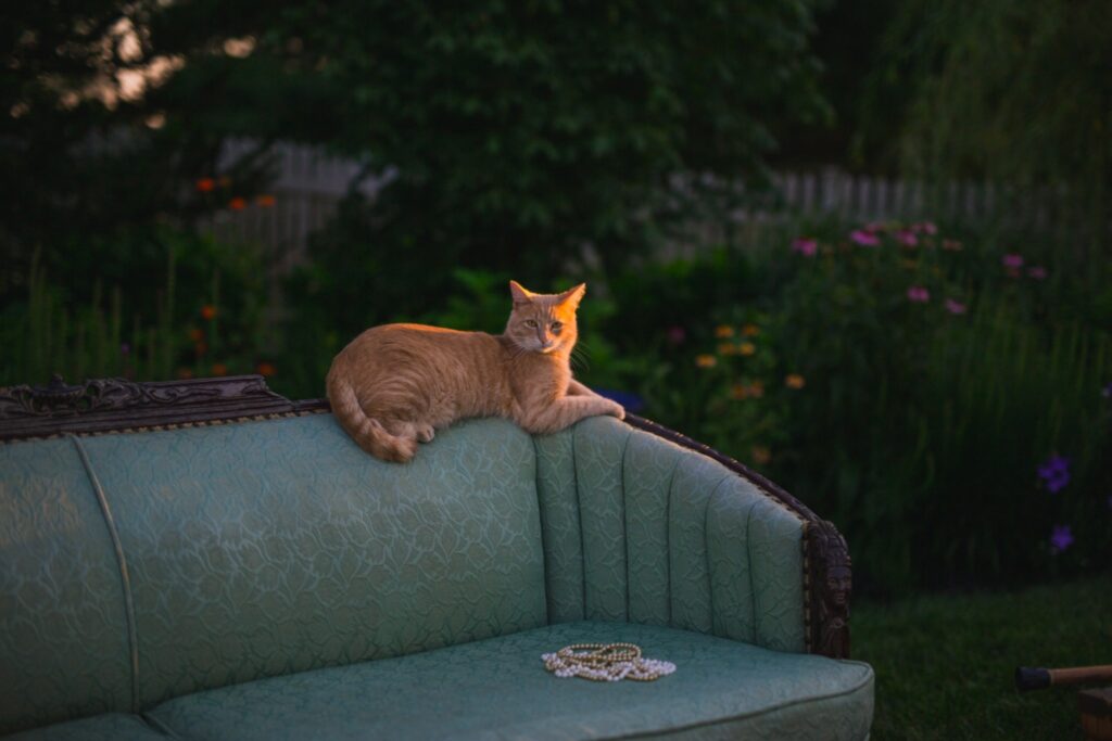 Orange tabby cat lounges along the back of an antique blue settee beside a strand of pearls in a garden.